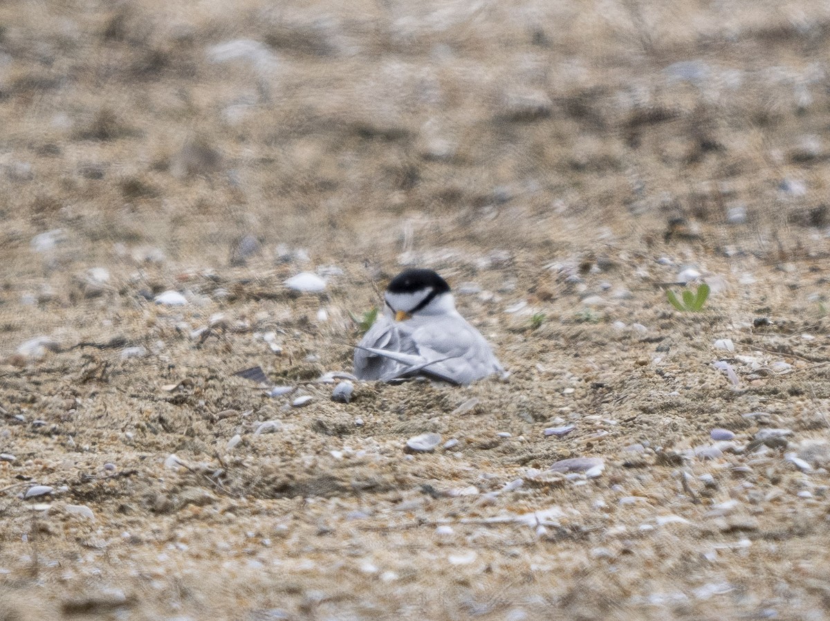 Least Tern - Steven Hunter