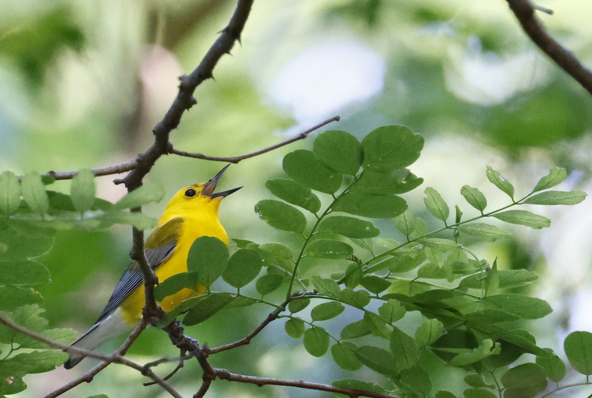 Prothonotary Warbler - ML619540417