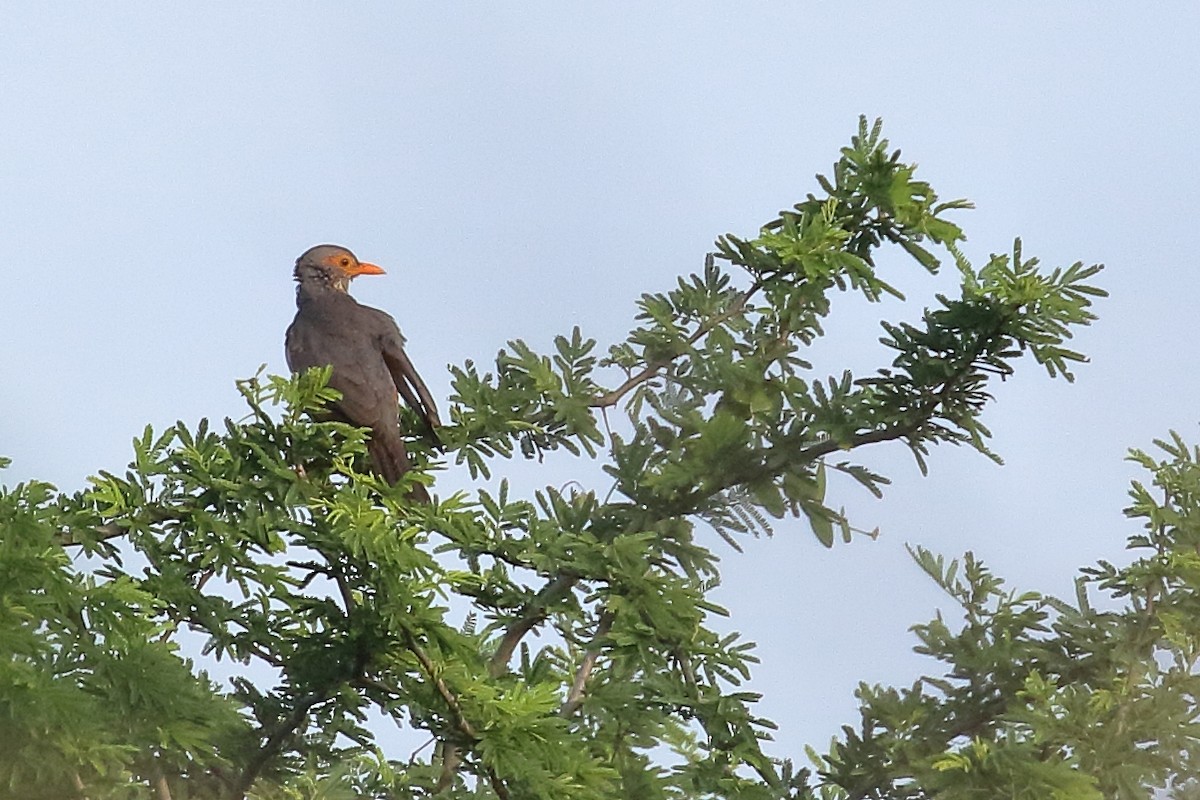 African Bare-eyed Thrush - Zbigniew Swiacki