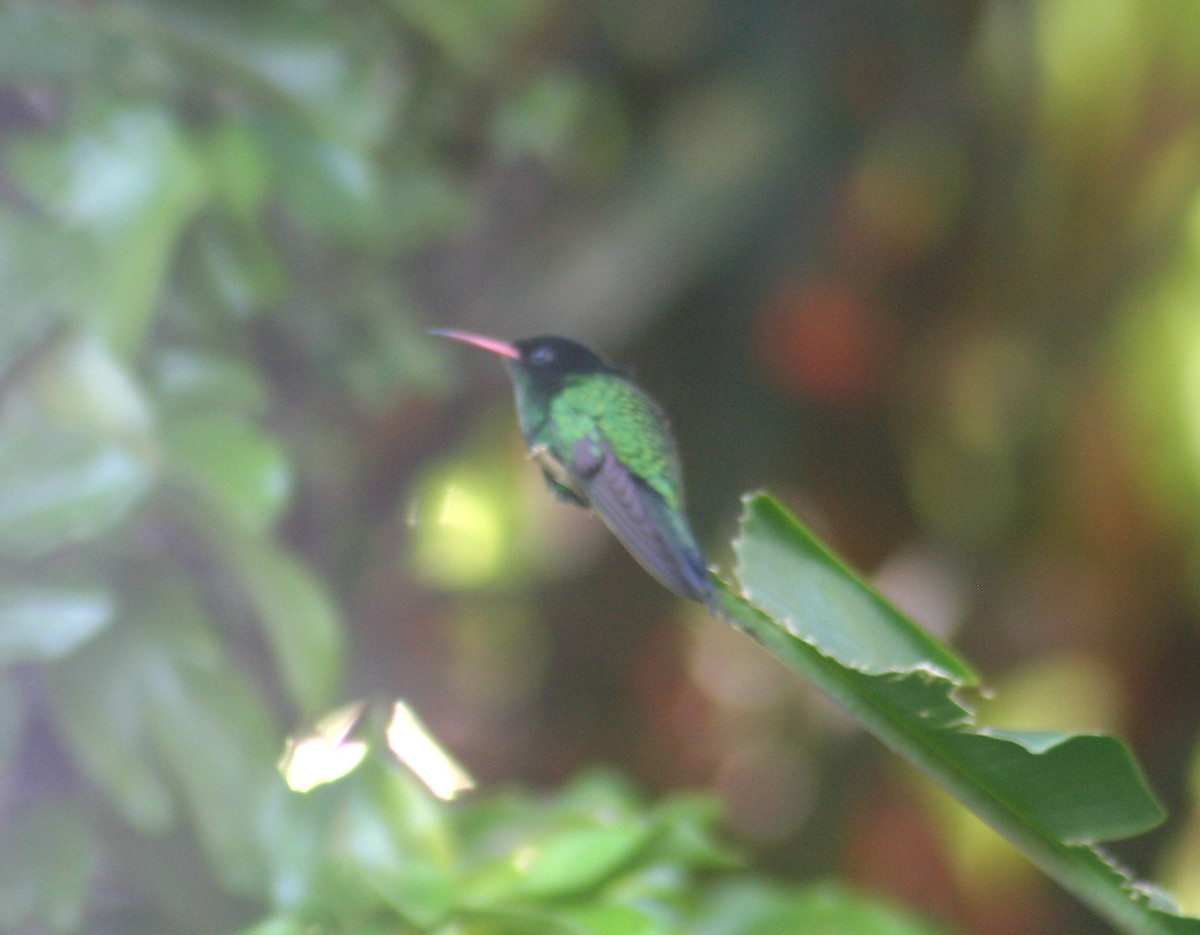 kolibřík červenozobý - ML619540426