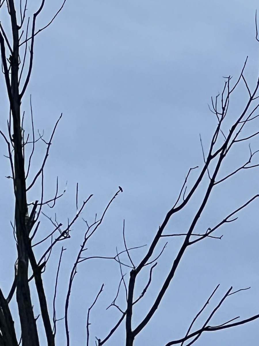 Yakut Boğazlı Kolibri - ML619540427