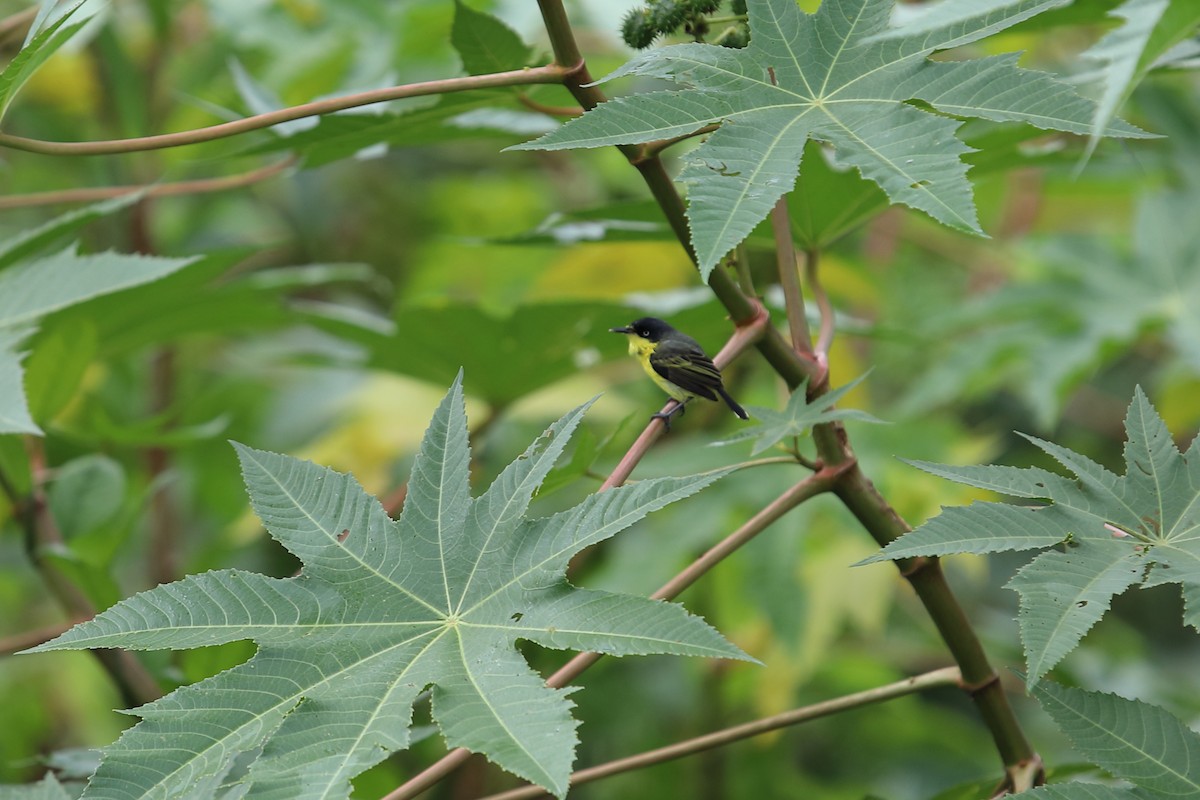 Common Tody-Flycatcher - David Fajardo