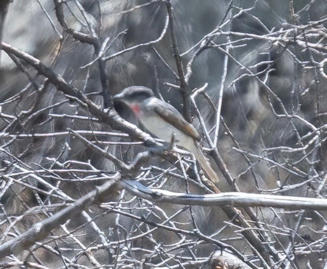 Rose-throated Becard - Eric Kallen