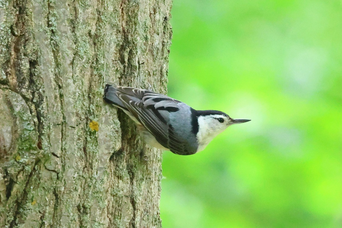 White-breasted Nuthatch - Keith Pflieger