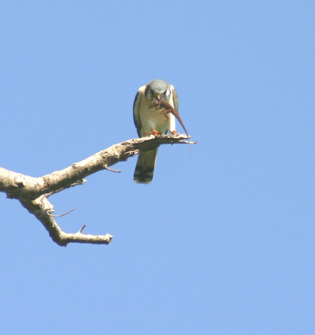 American Kestrel - Sylvie Vanier🦩