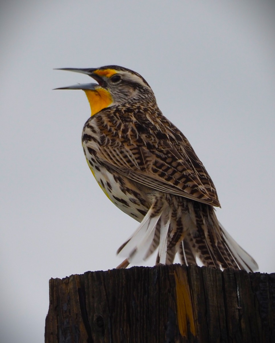 Western Meadowlark - Dick Cartwright