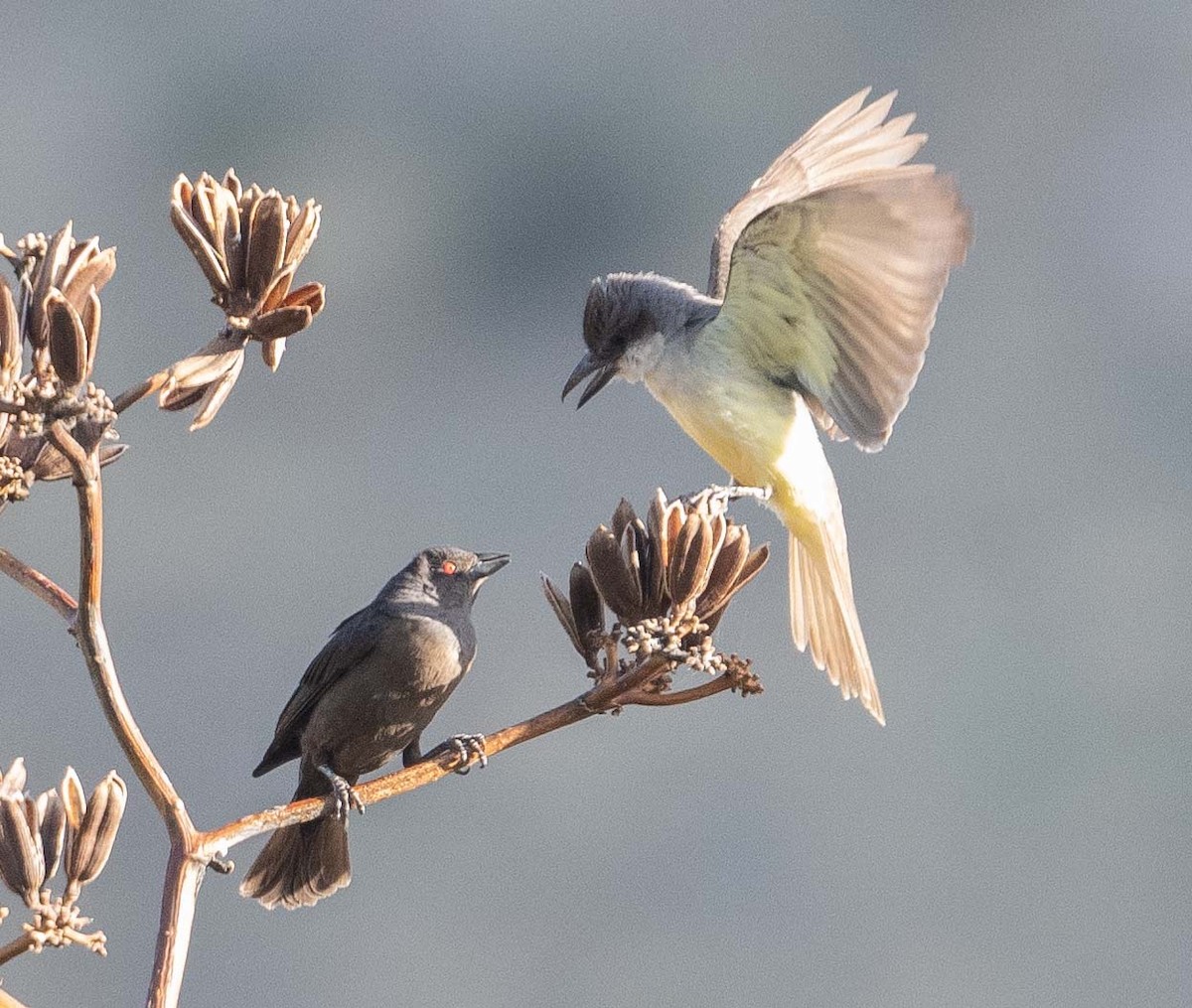 Thick-billed Kingbird - ML619540450