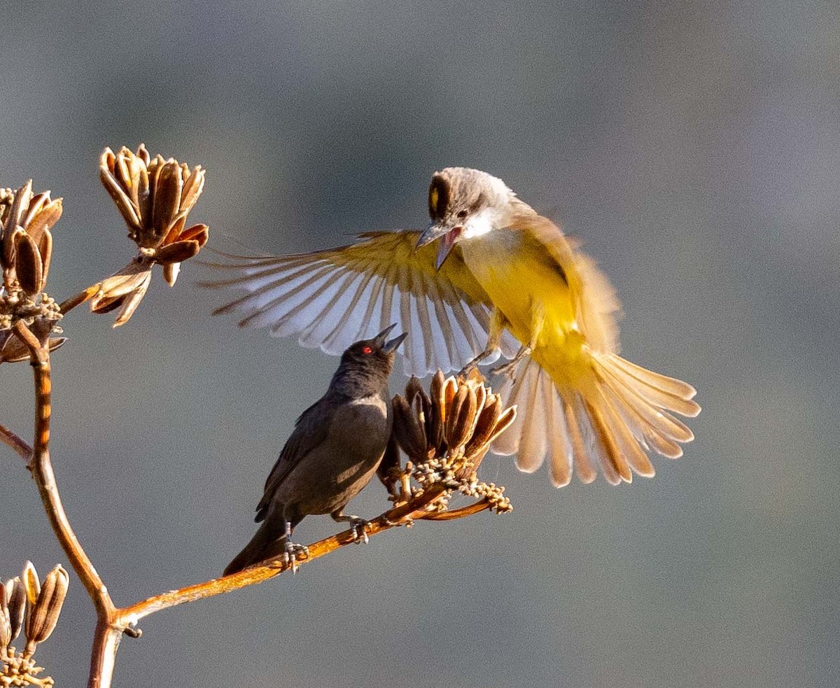 Thick-billed Kingbird - Eric Kallen