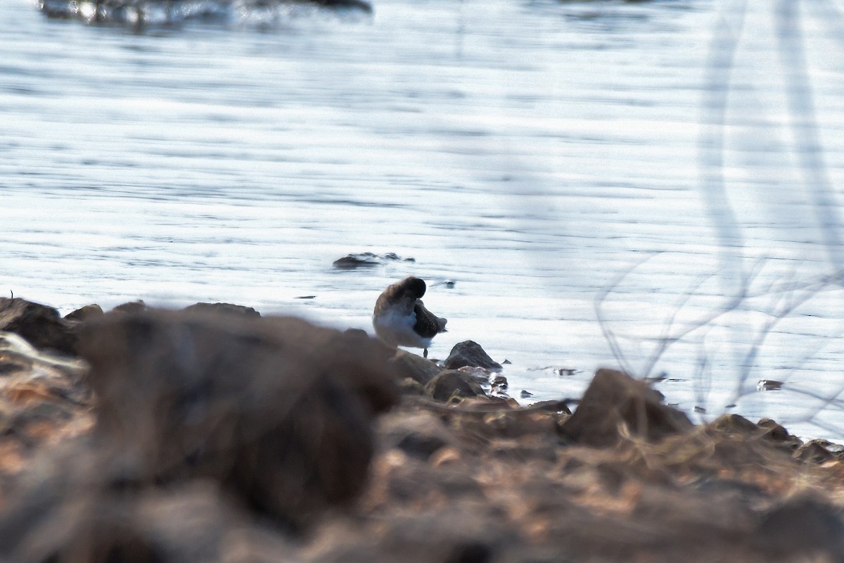 Common Sandpiper - Sathish Ramamoorthy