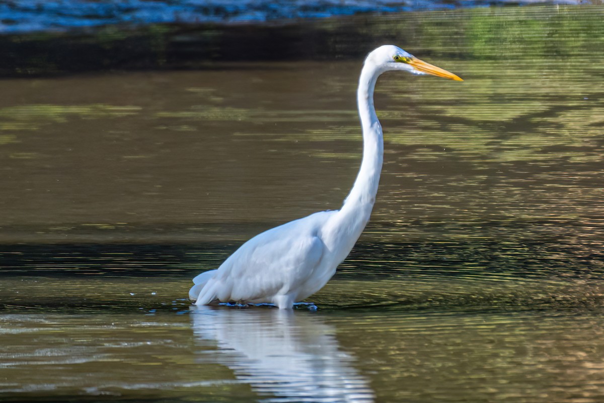 Great Egret - Kurt Gaskill