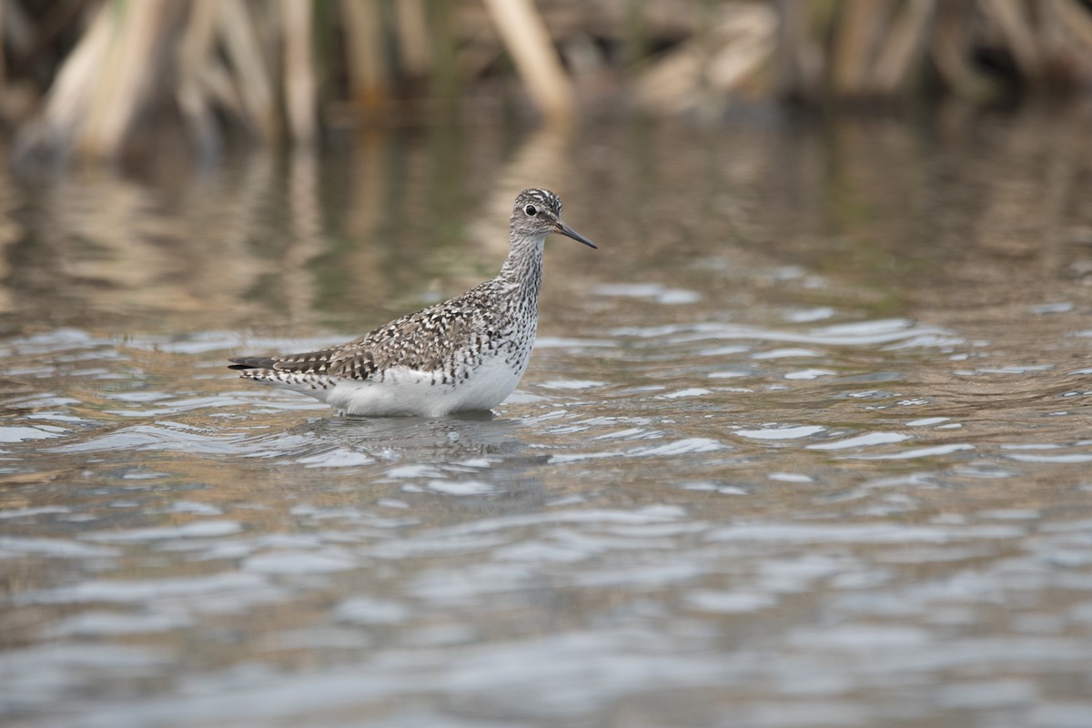 Lesser Yellowlegs - Jameson Koehn