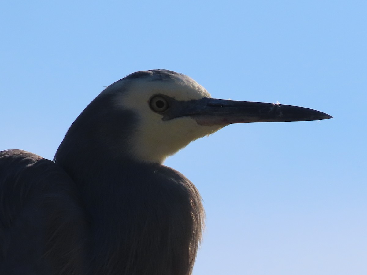 White-faced Heron - ML619540465