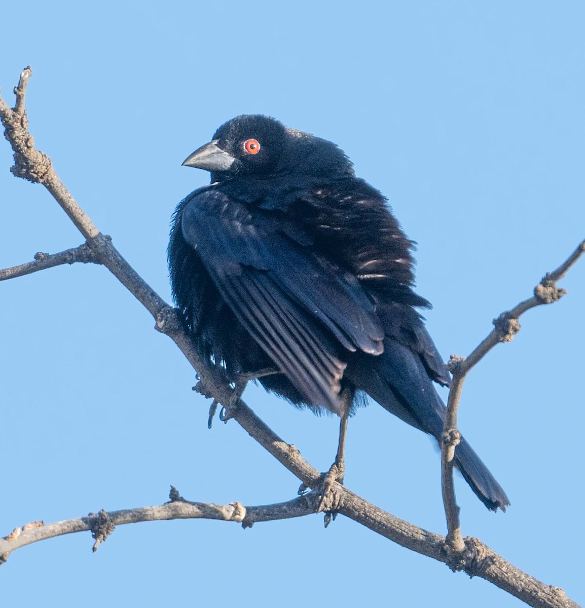 Bronzed Cowbird - Eric Kallen