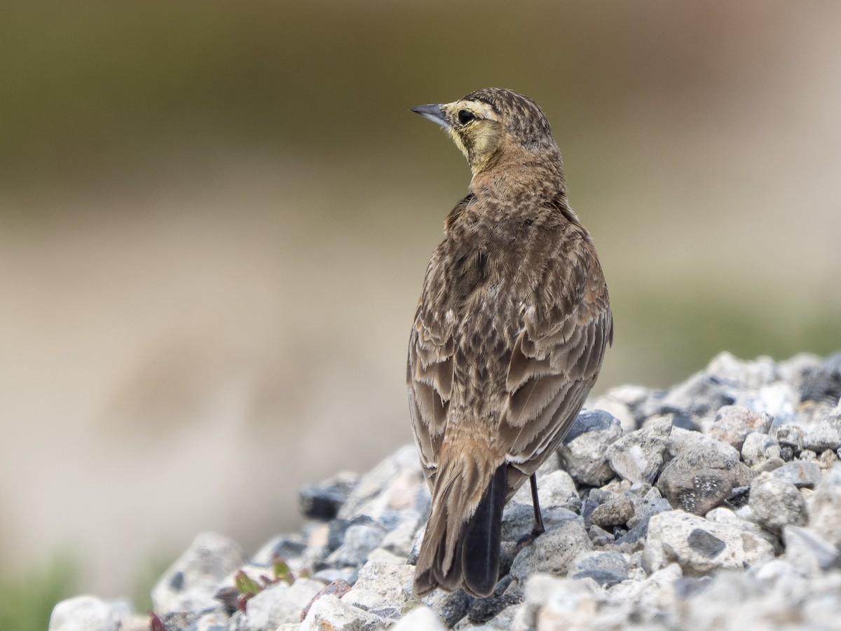 Horned Lark - Steven Hunter