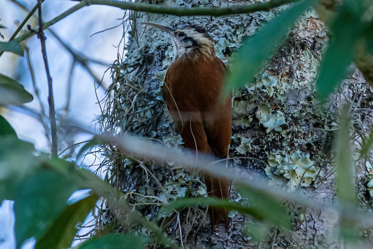 Narrow-billed Woodcreeper - Kurt Gaskill