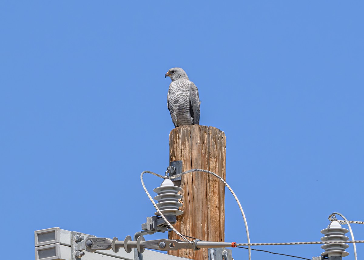 Gray Hawk - Joe Ventimiglia