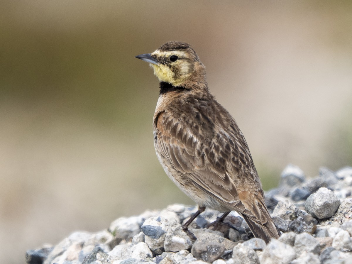 Horned Lark - Steven Hunter