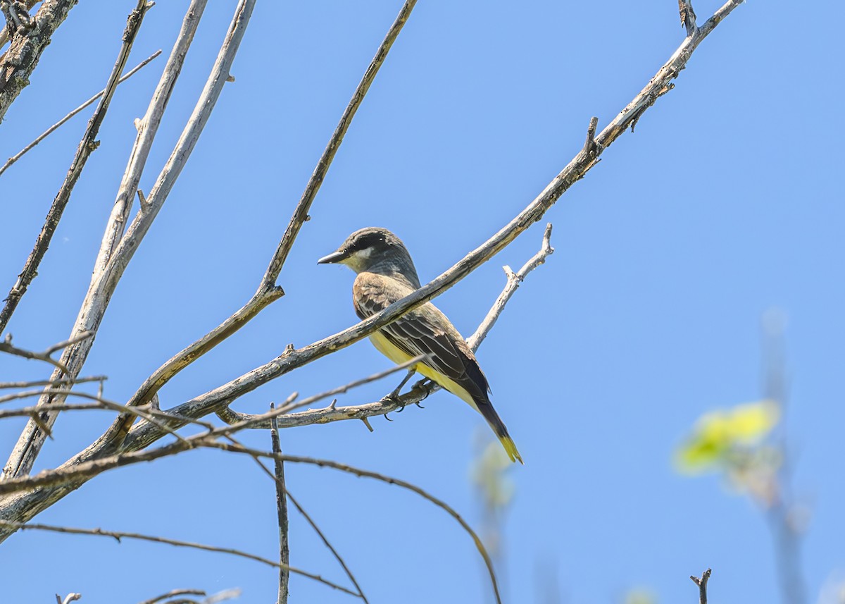 Cassin's Kingbird - ML619540480