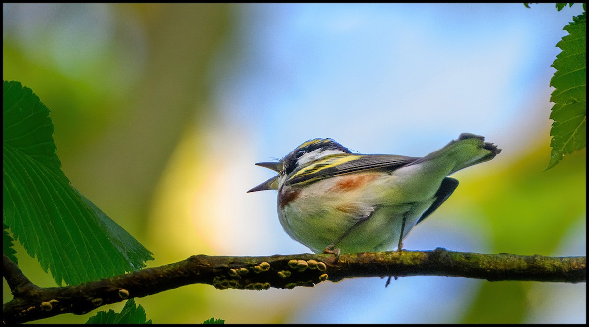 Chestnut-sided Warbler - Jim Emery