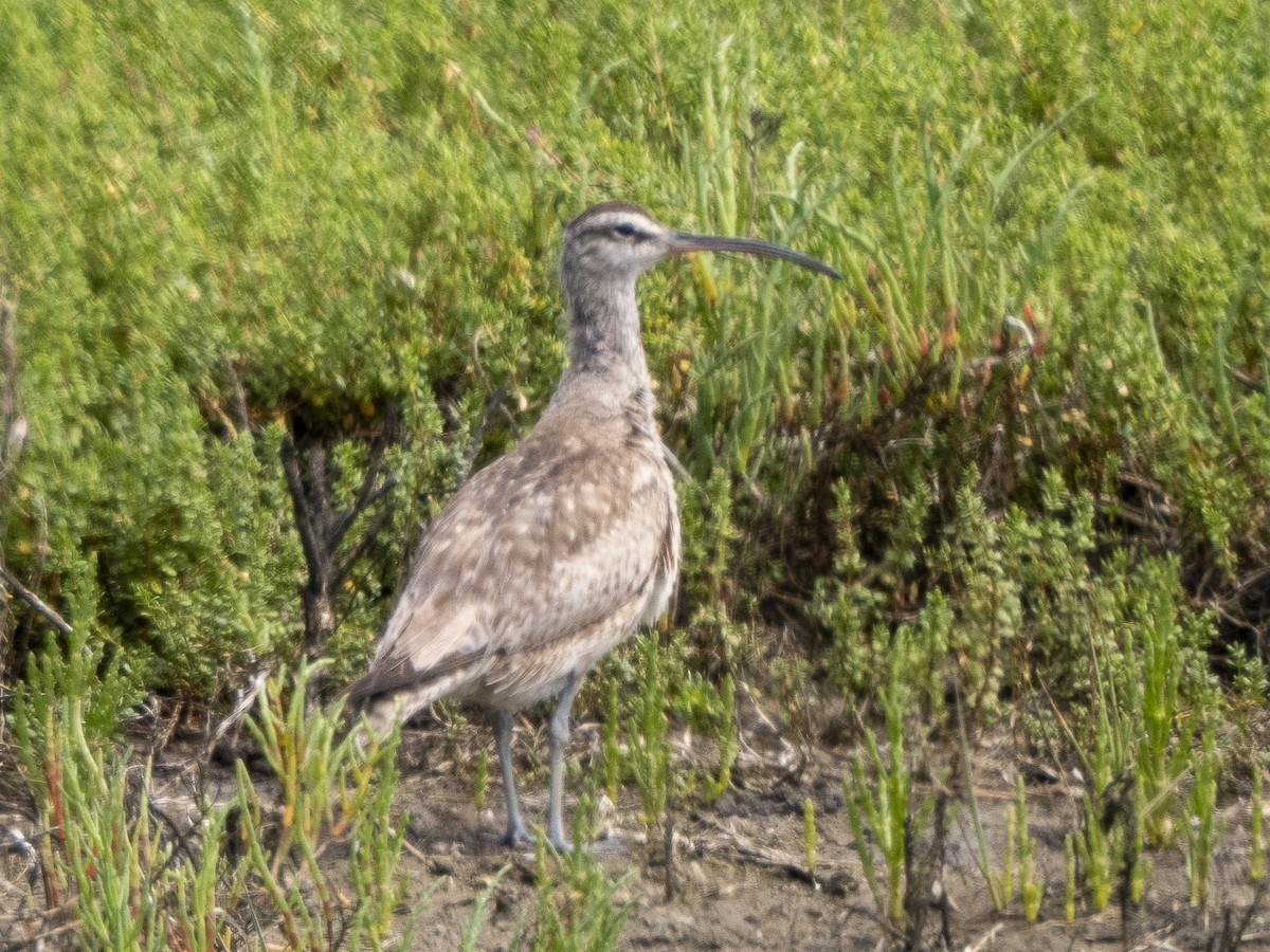 Whimbrel - Steven Hunter