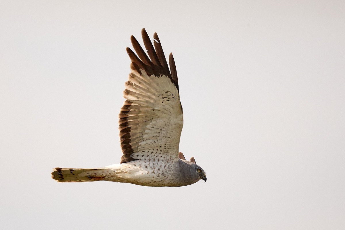 Northern Harrier - Ed Yong