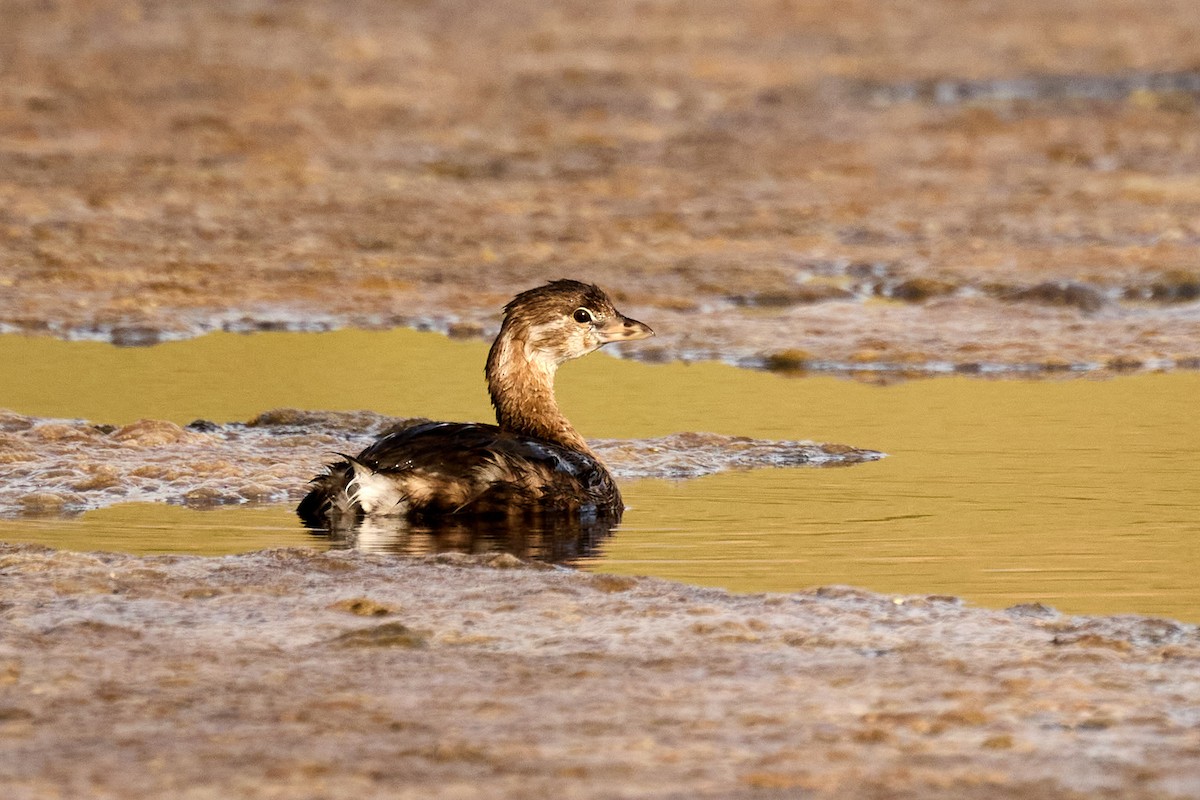 Pied-billed Grebe - Ed Yong