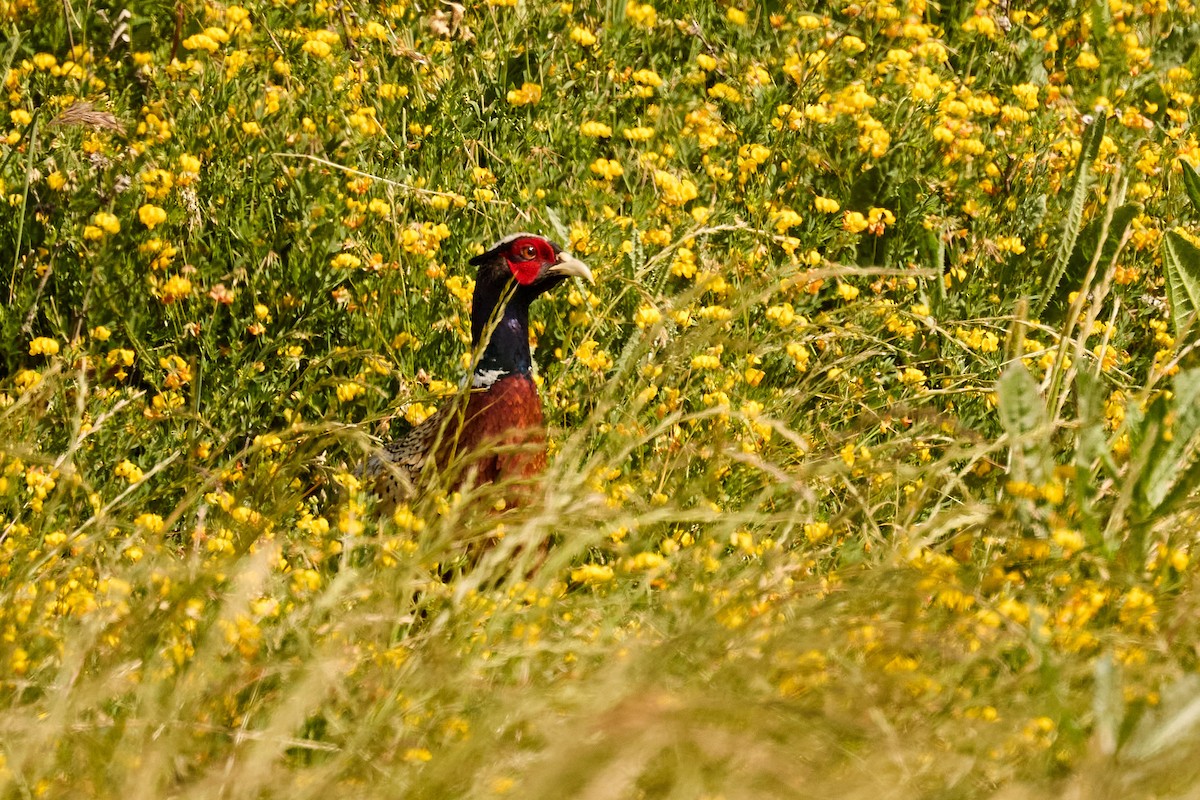 Ring-necked Pheasant - Ed Yong