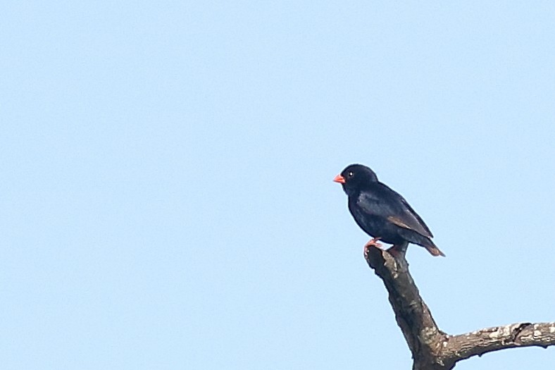 Village Indigobird - Zbigniew Swiacki