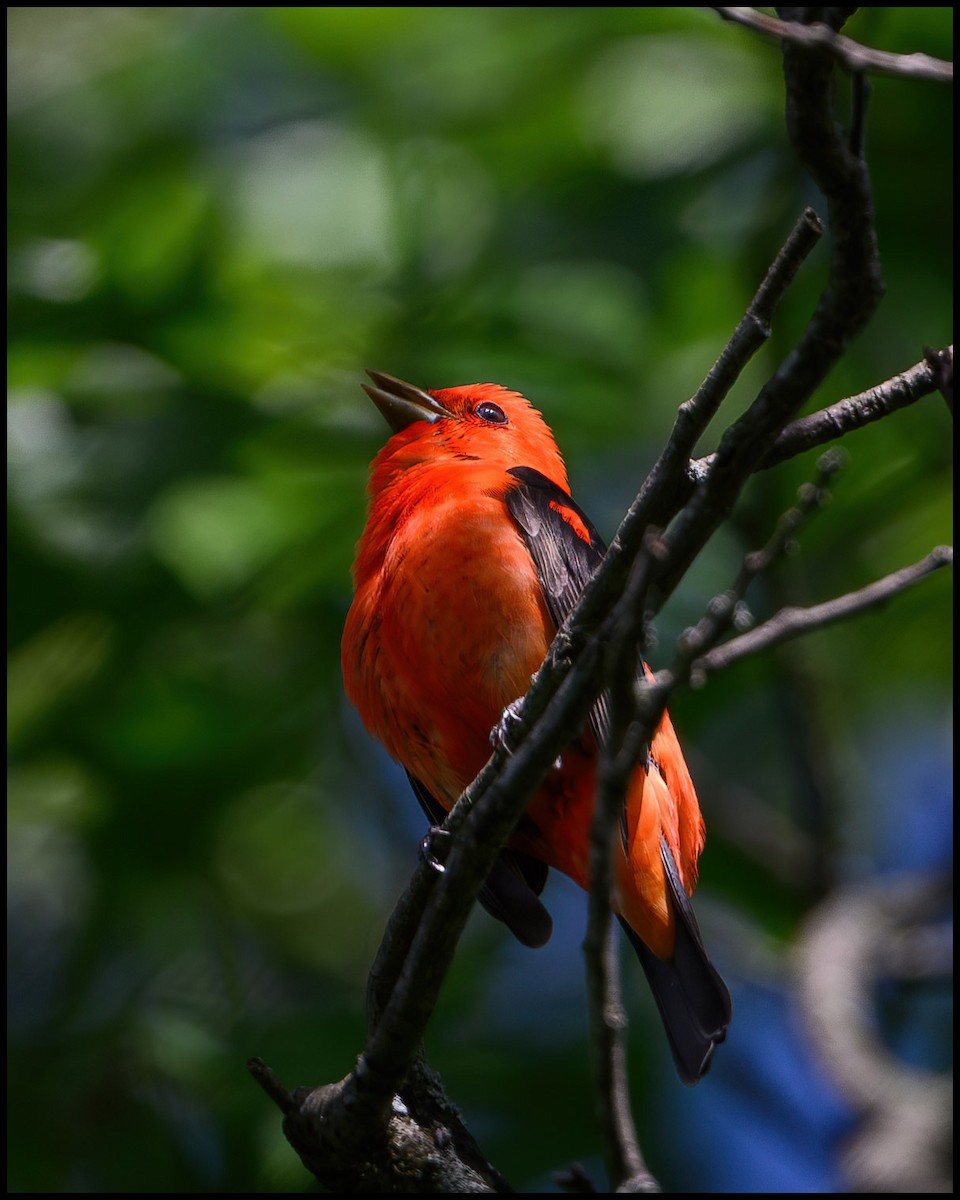 Scarlet Tanager - Jim Emery