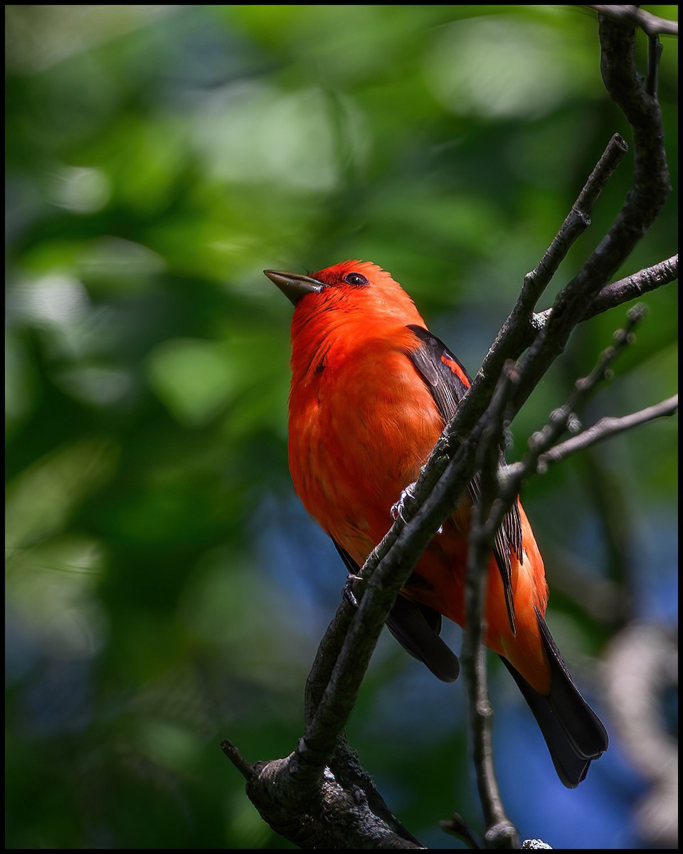 Scarlet Tanager - Jim Emery