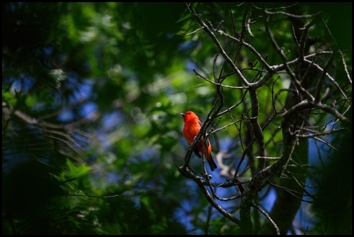 Scarlet Tanager - Jim Emery