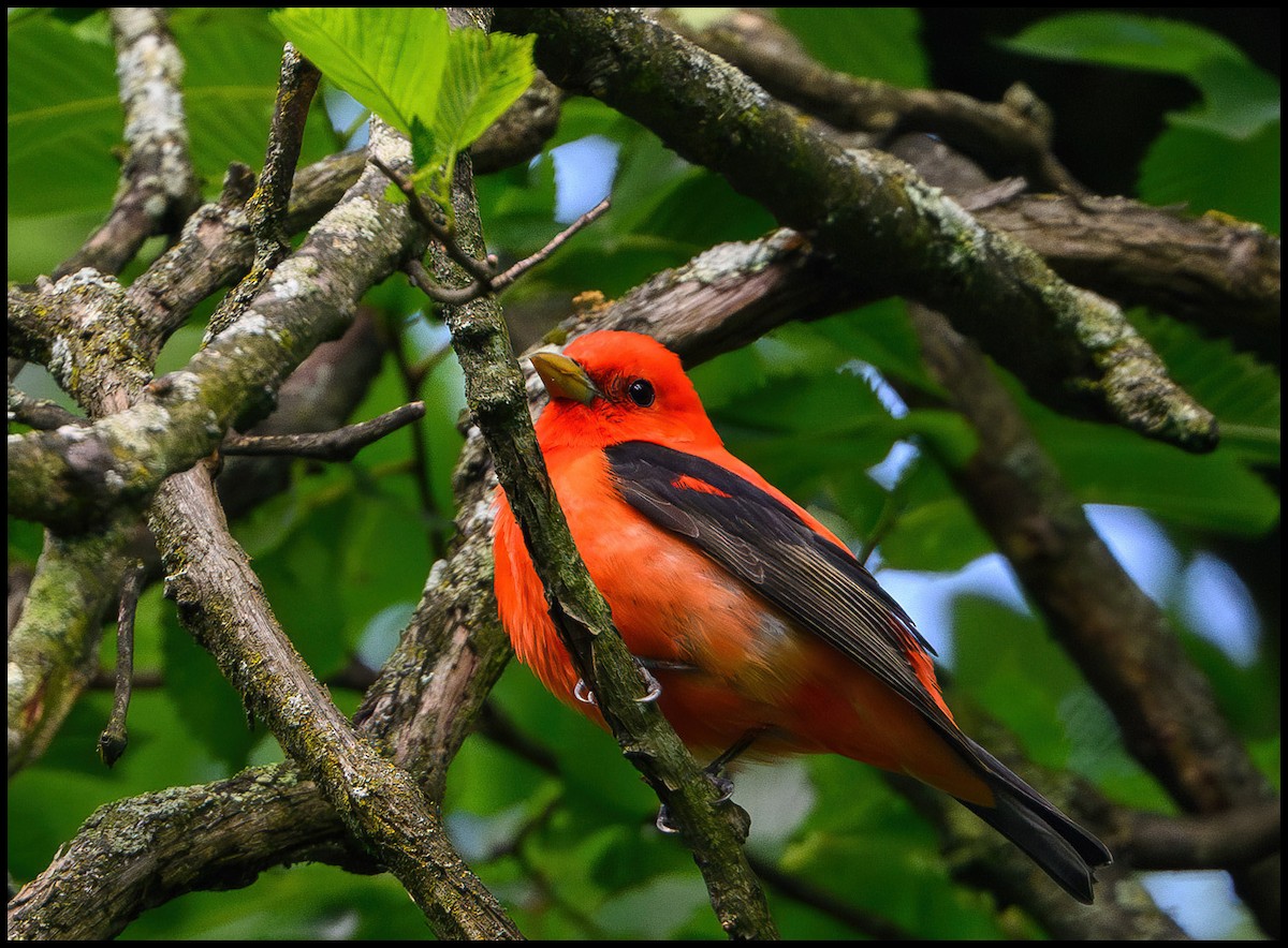 Scarlet Tanager - Jim Emery