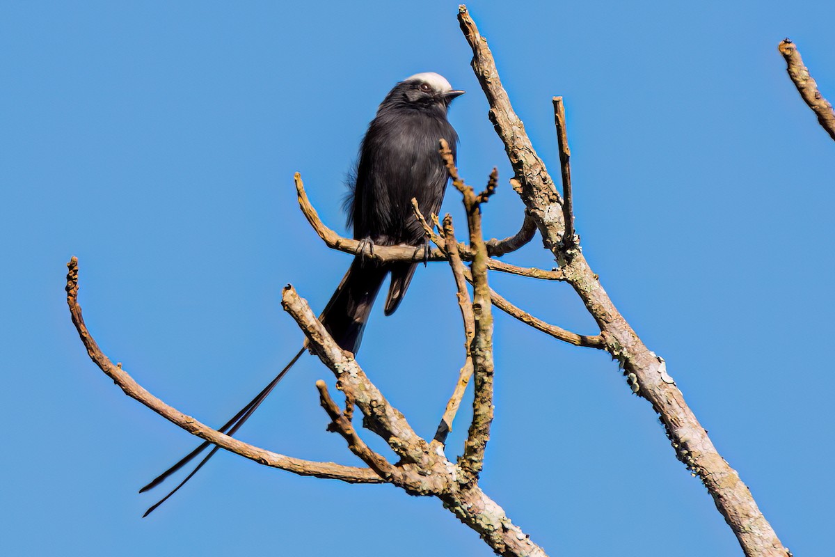 Long-tailed Tyrant - Kurt Gaskill