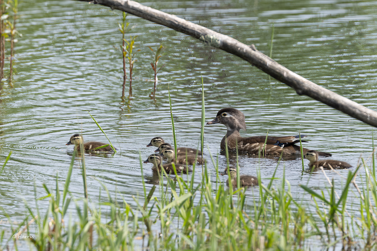 Wood Duck - Charles Harris