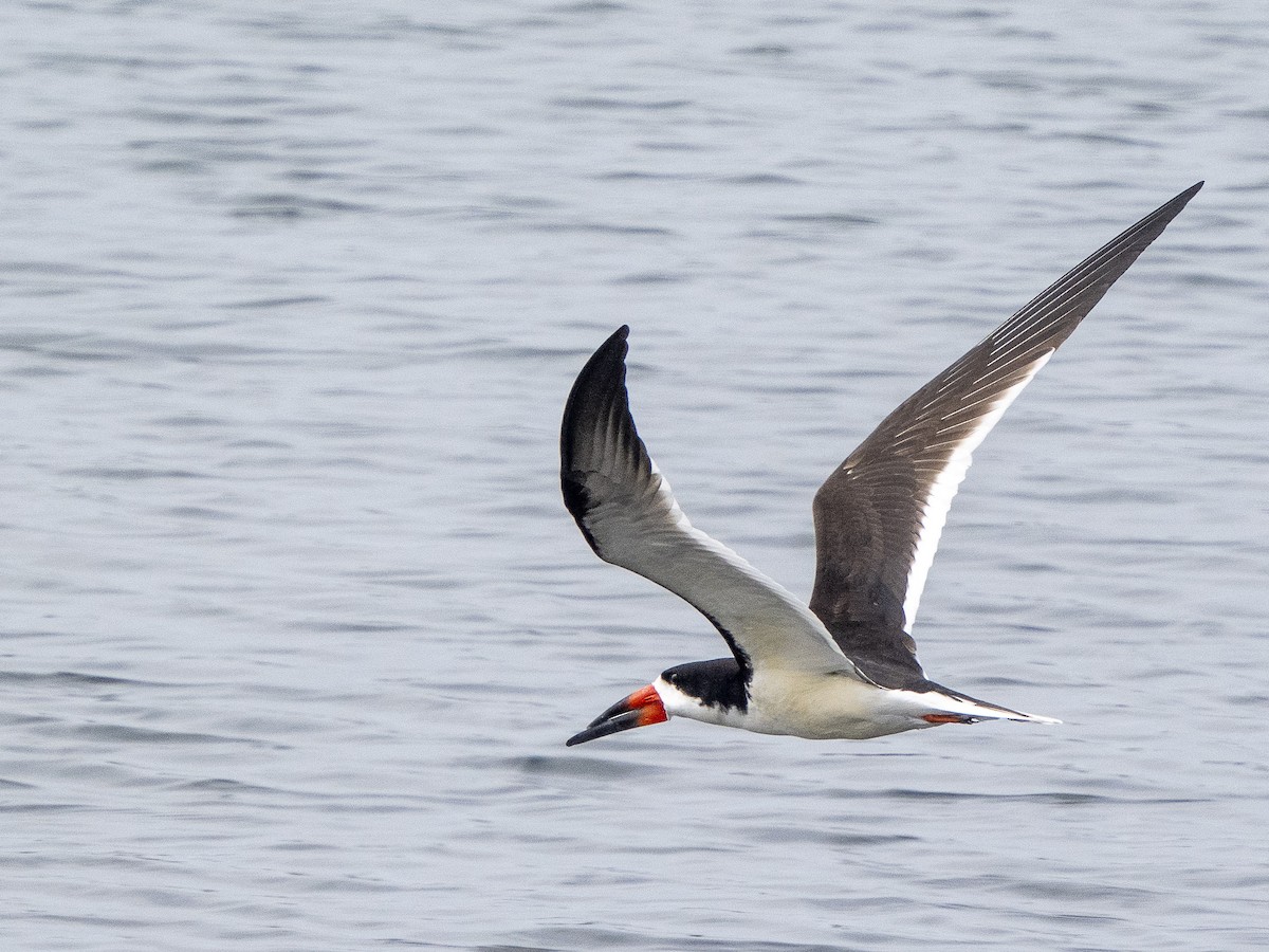 Black Skimmer - Steven Hunter