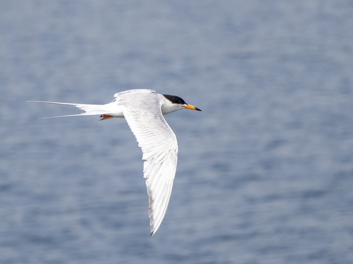 Forster's Tern - Steven Hunter