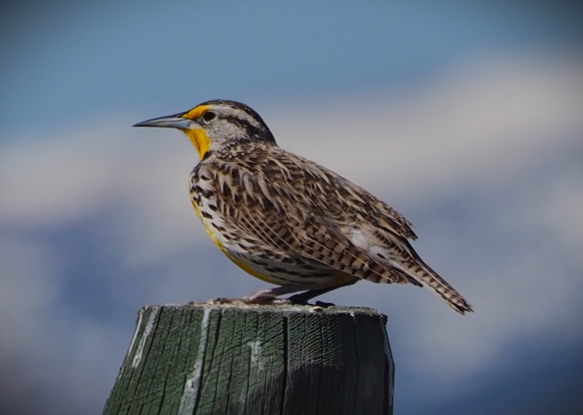 Western Meadowlark - Dick Cartwright