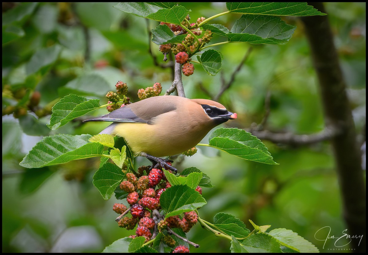 Cedar Waxwing - Jim Emery