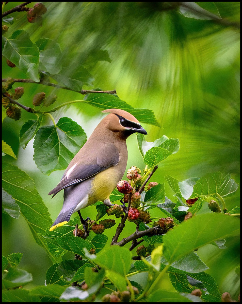 Cedar Waxwing - Jim Emery