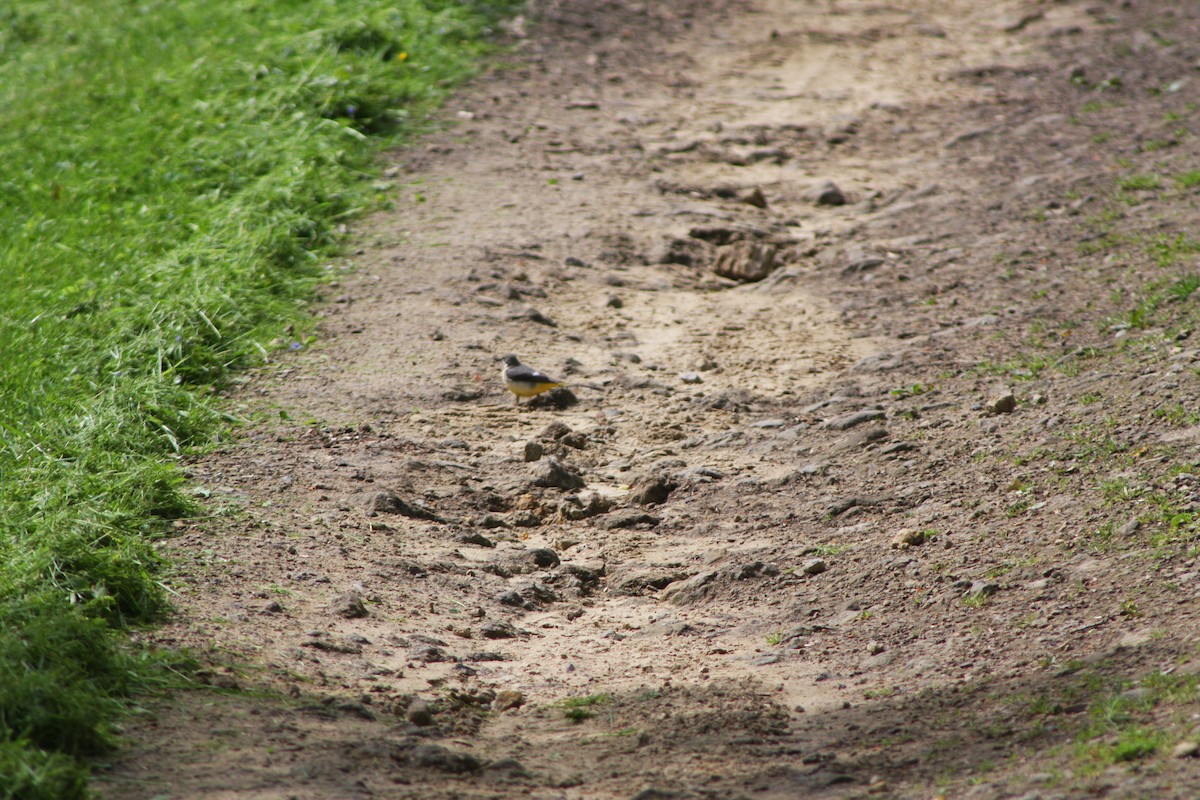 Gray Wagtail - ML619540529