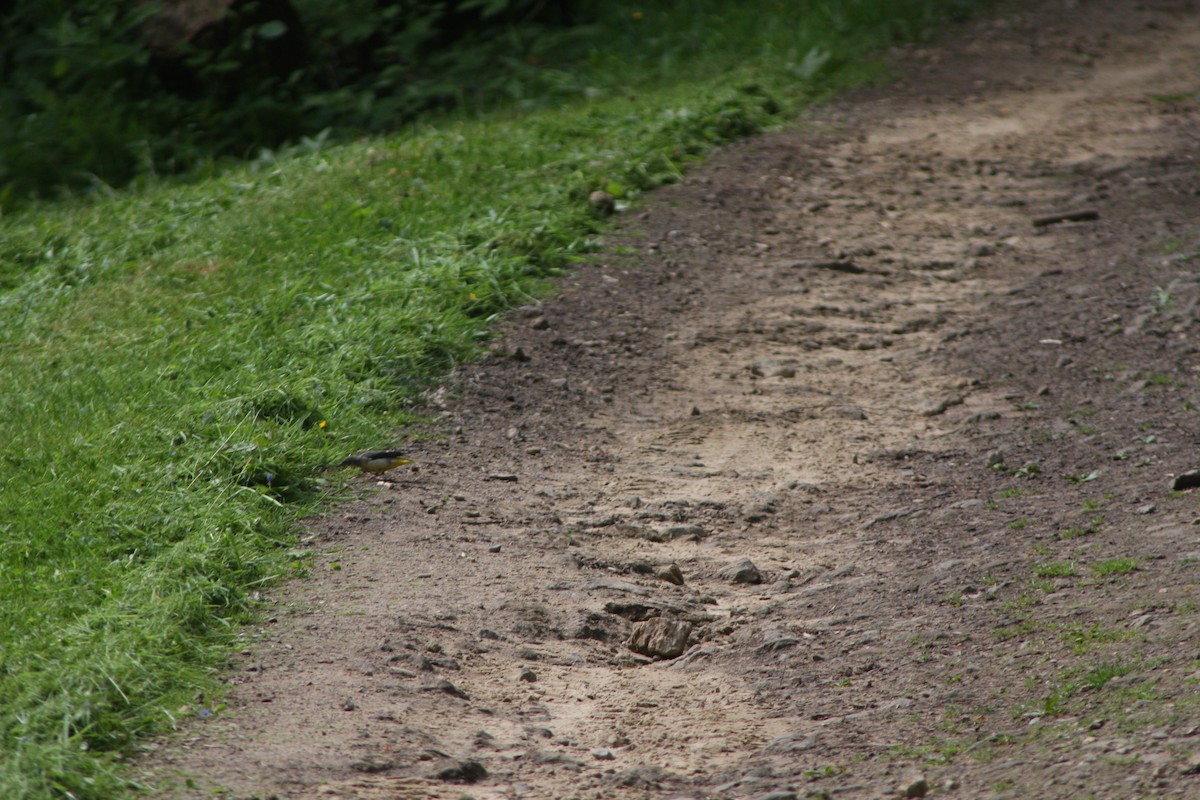 Gray Wagtail - ML619540530