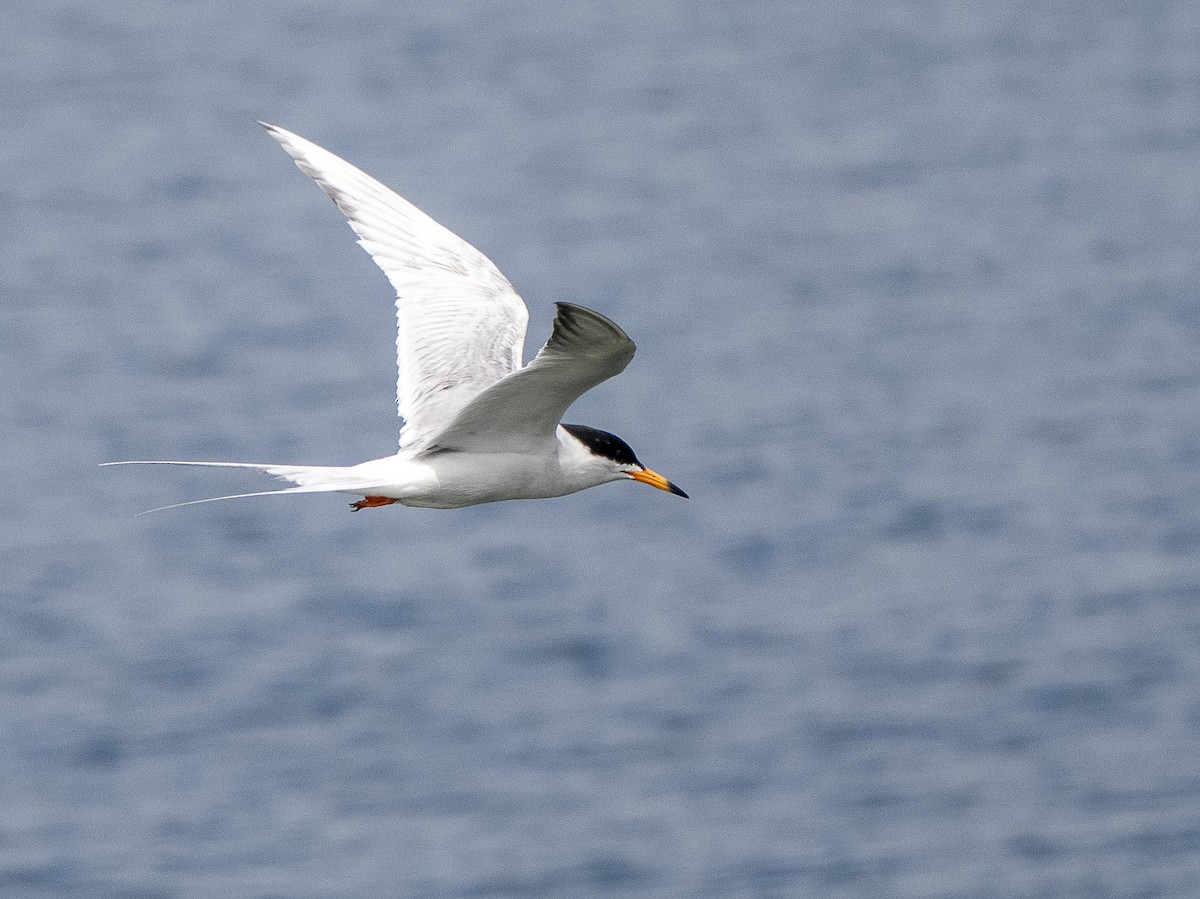 Forster's Tern - Steven Hunter