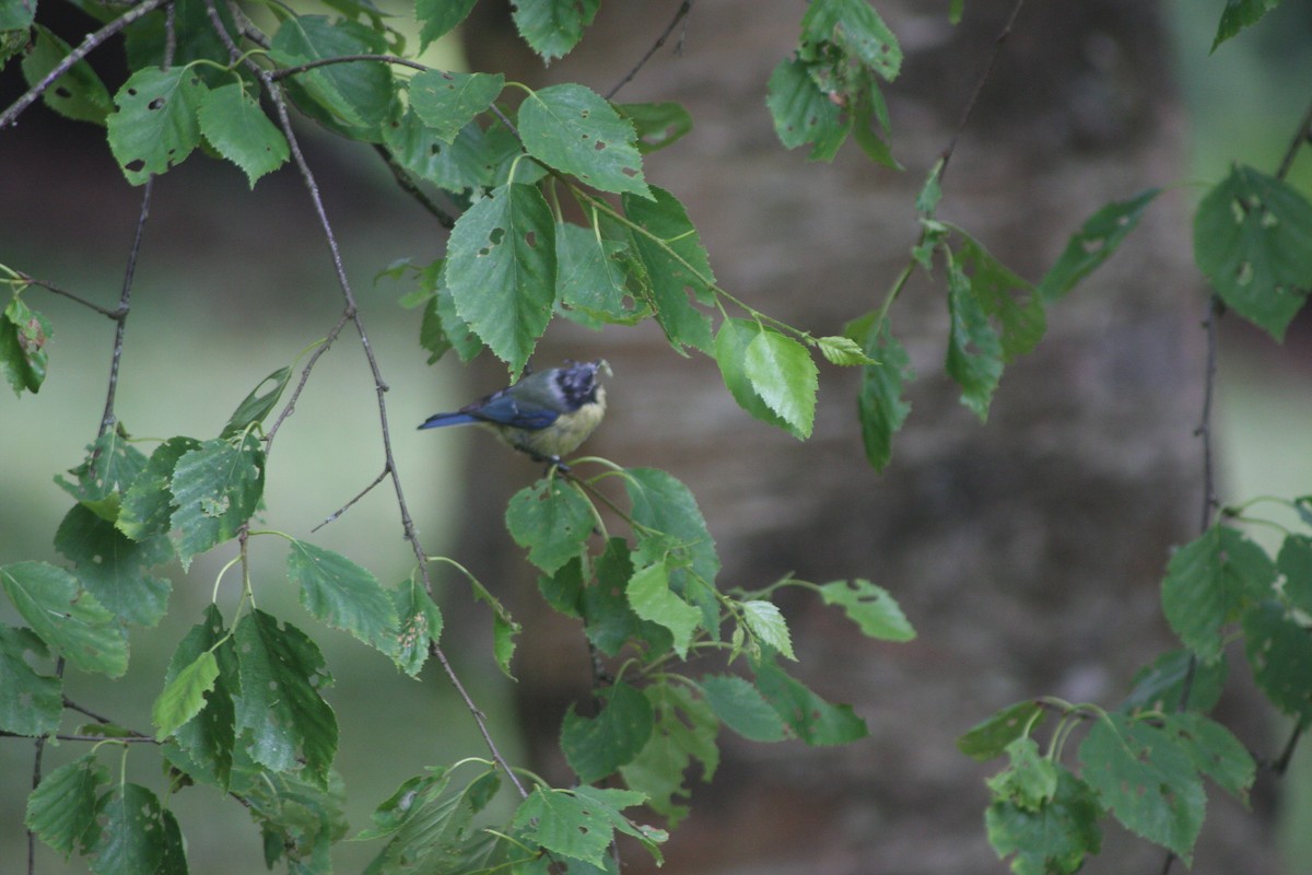 Eurasian Blue Tit - Avery Chan