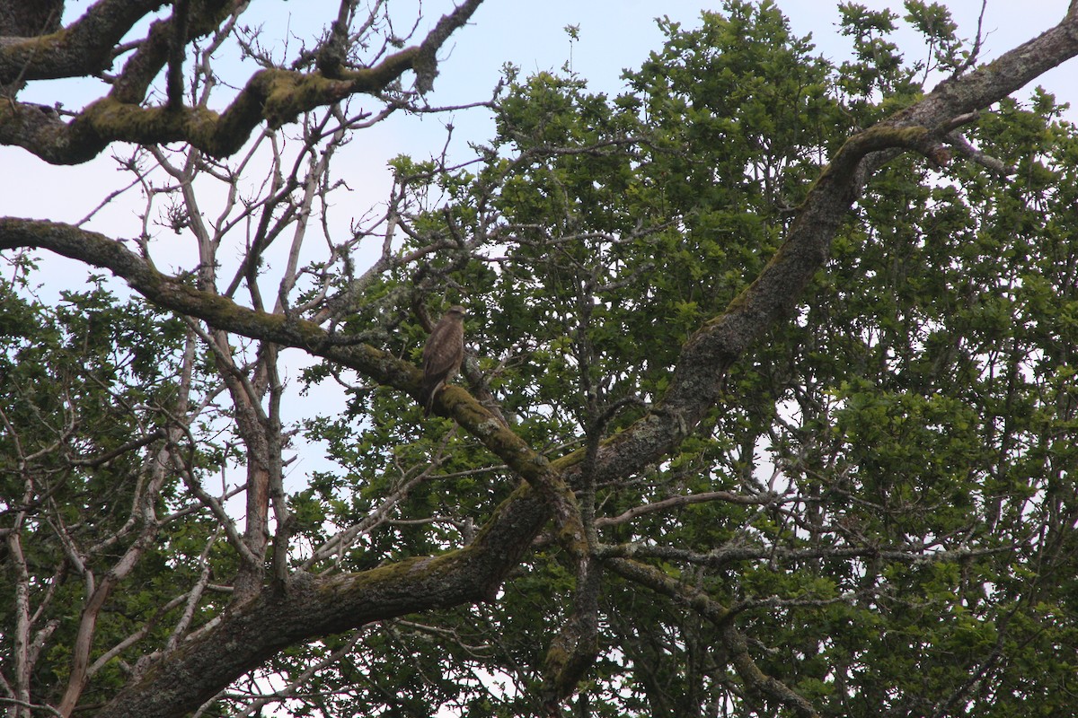 Common Buzzard - ML619540548