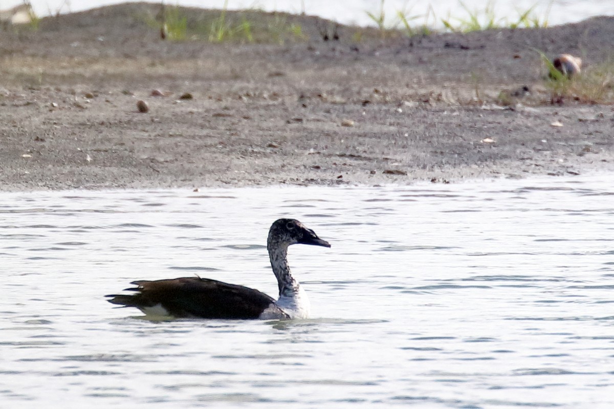 Knob-billed Duck - Zbigniew Swiacki