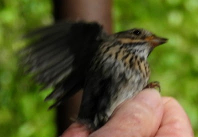 Lincoln's Sparrow - patricia kuzma sell