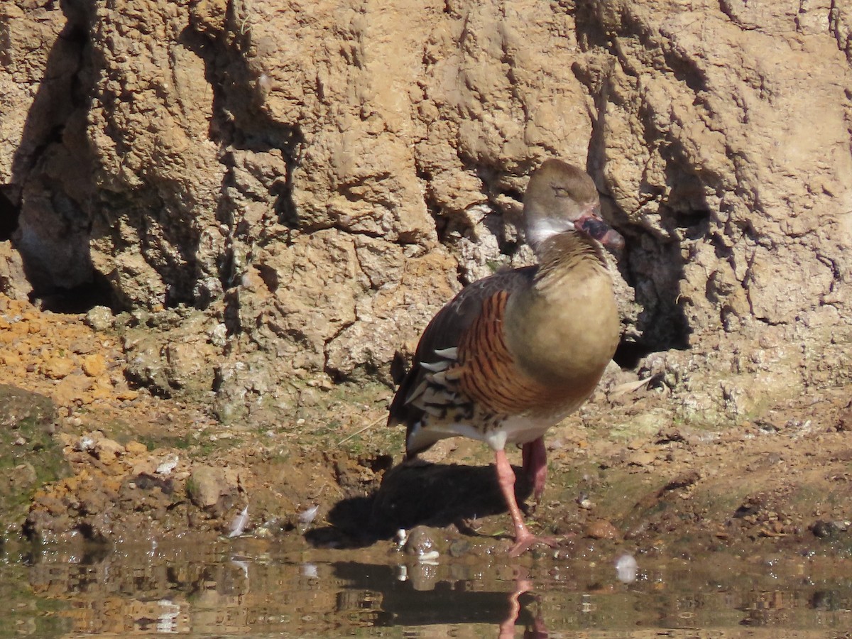 Plumed Whistling-Duck - ML619540559