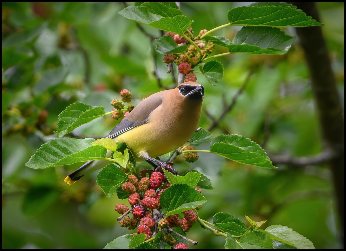 Cedar Waxwing - Jim Emery