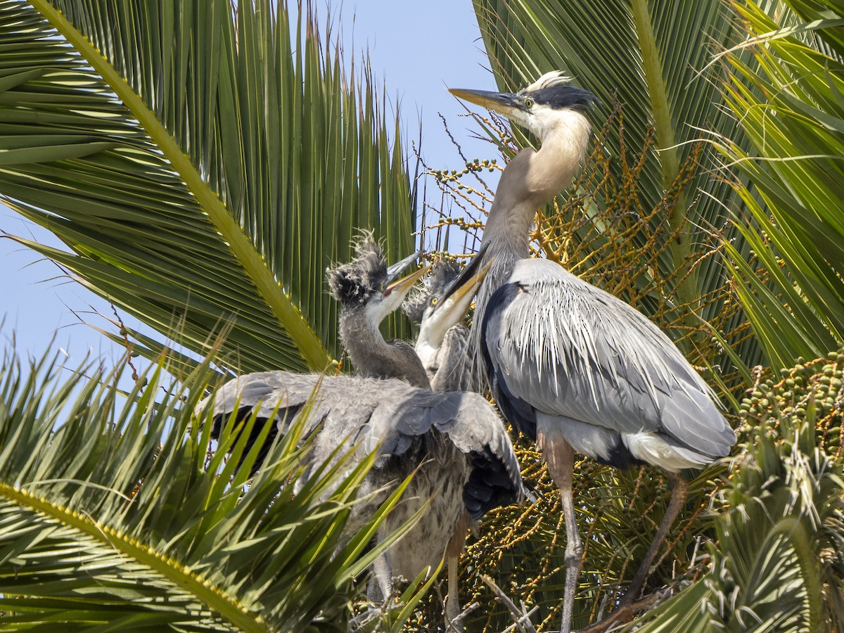 Great Blue Heron - Steven Hunter