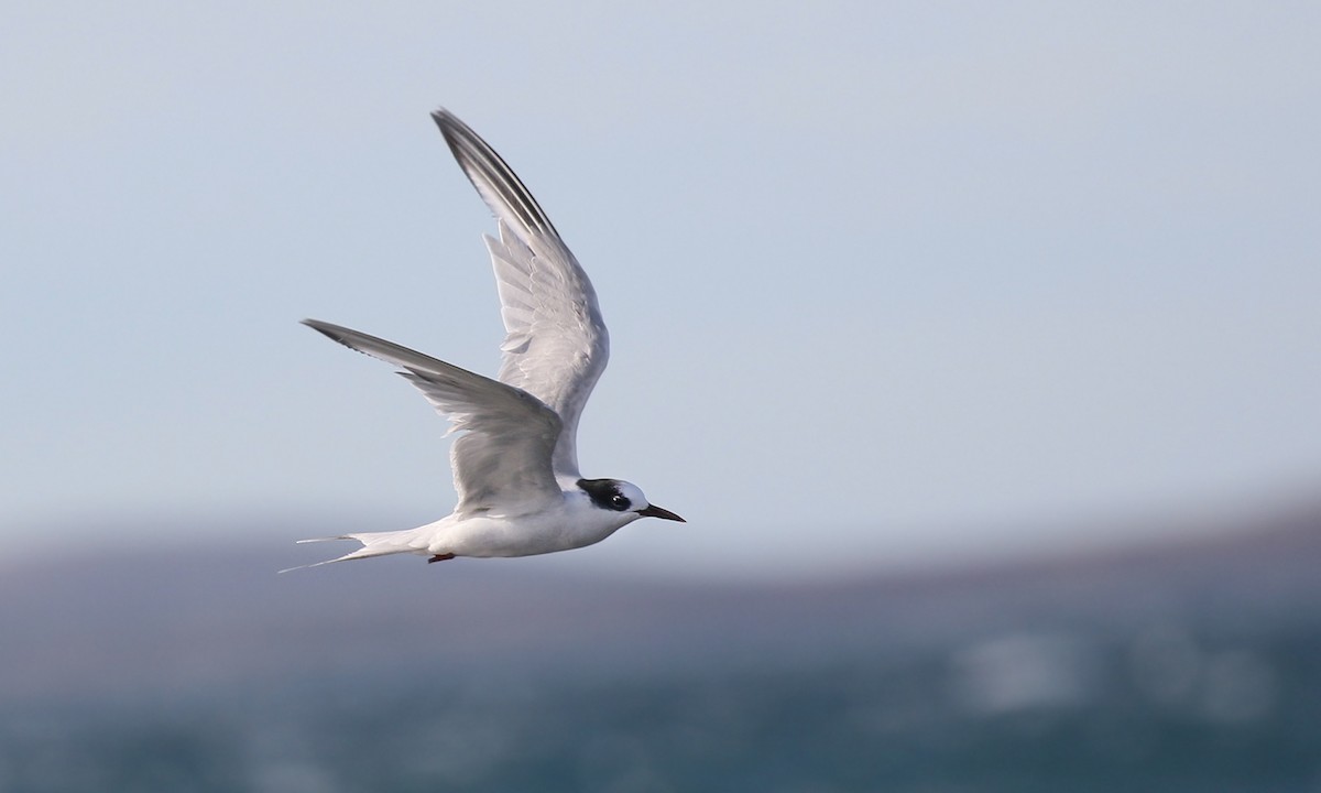 South American Tern - Adrián Braidotti